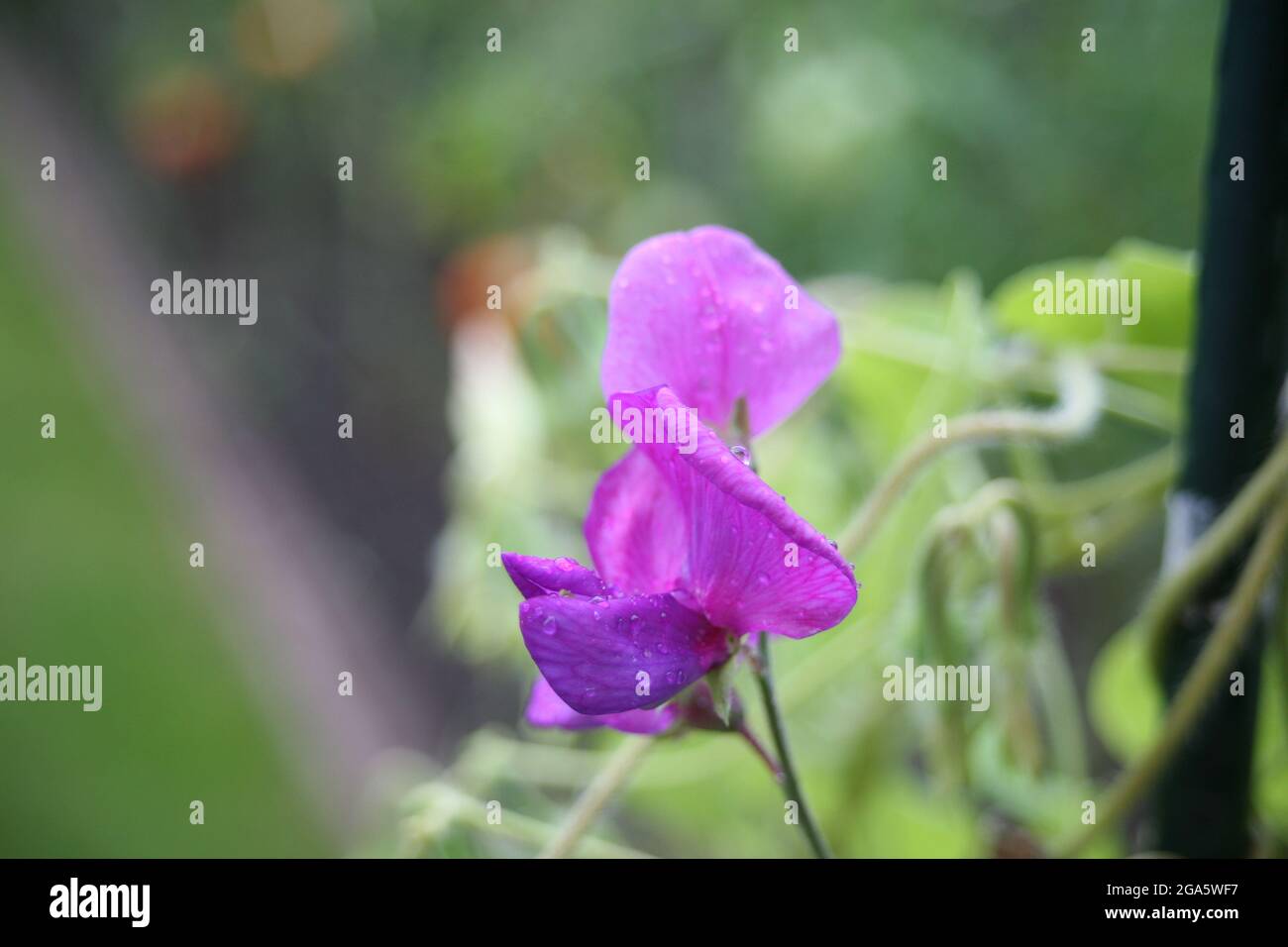 Schöne Blumen im Garten blühen Stockfoto