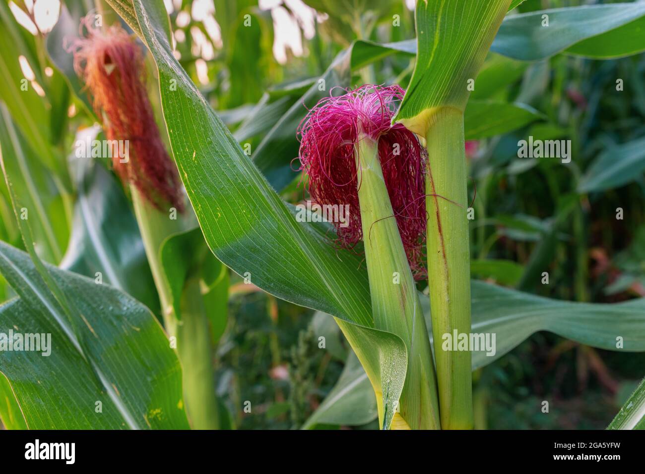 Frisches Maiskolben von reifem Mais auf grünem Feld bei Sonnenbaden. Maisfeld im Morgenlicht aus nächster Nähe. Reifer Mais Stockfoto