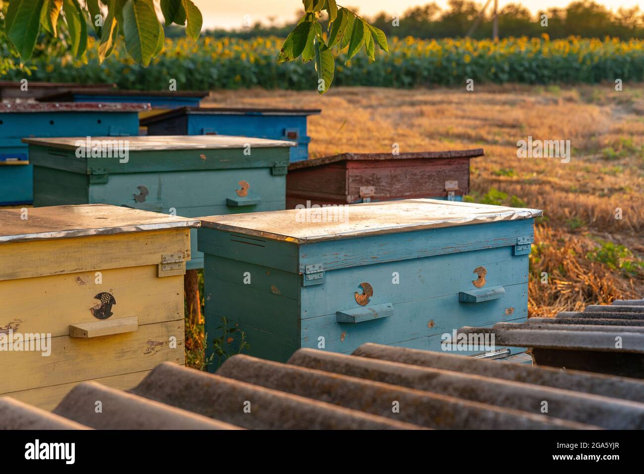Roh aus holzfarbenen Bienenstöcken von Honigbienen. Blühendes Sonnenblumenfeld im Hintergrund. Ländliche Landschaft mit Bienenstöcken. Stockfoto