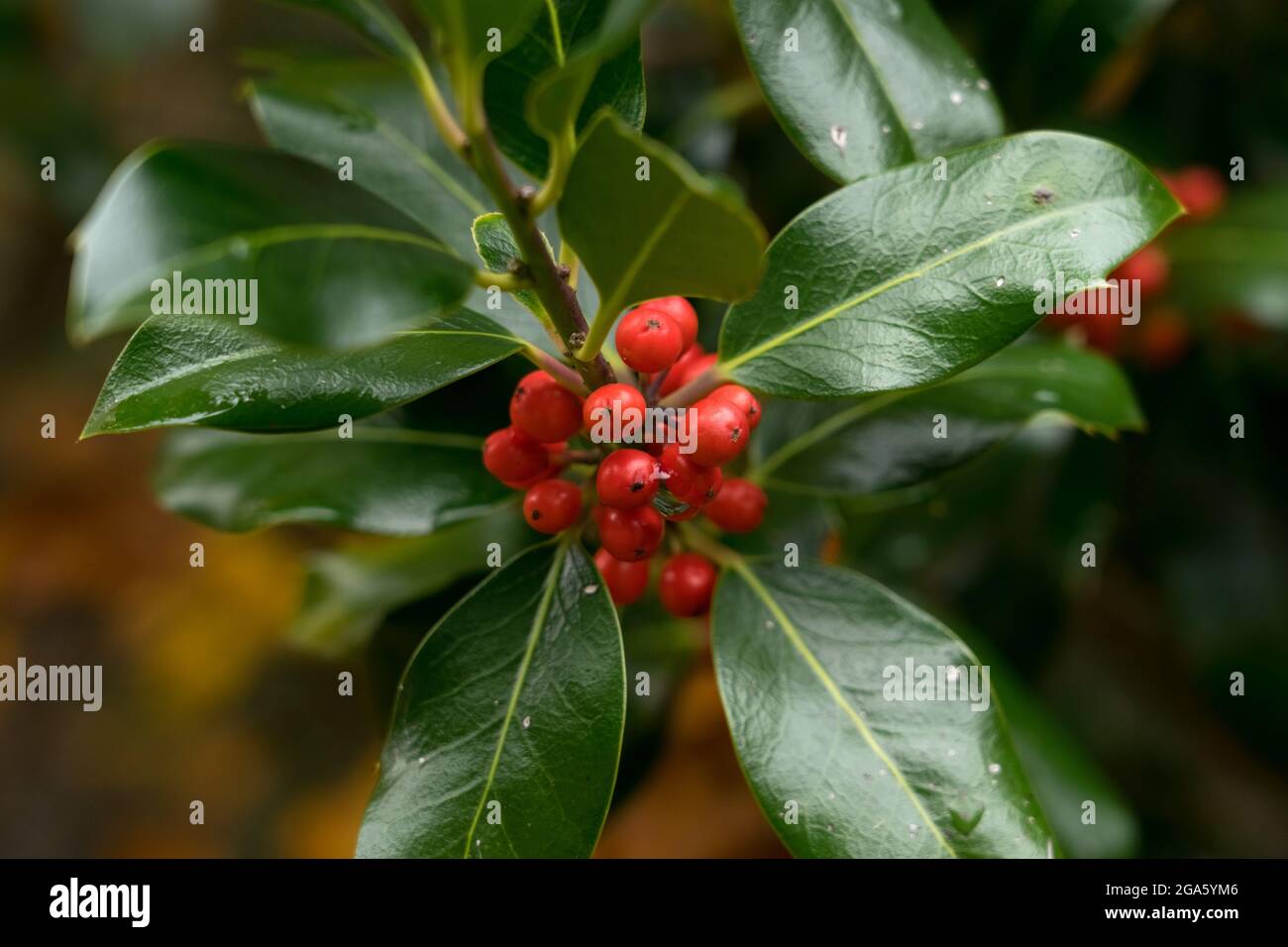 Holly Baum im Herbst mit buchengelben Blättern im Hintergrund Stockfoto