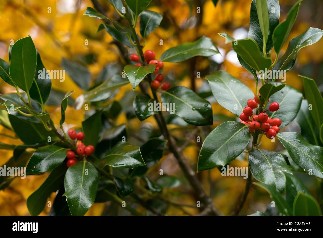 Holly Baum im Herbst mit buchengelben Blättern im Hintergrund Stockfoto
