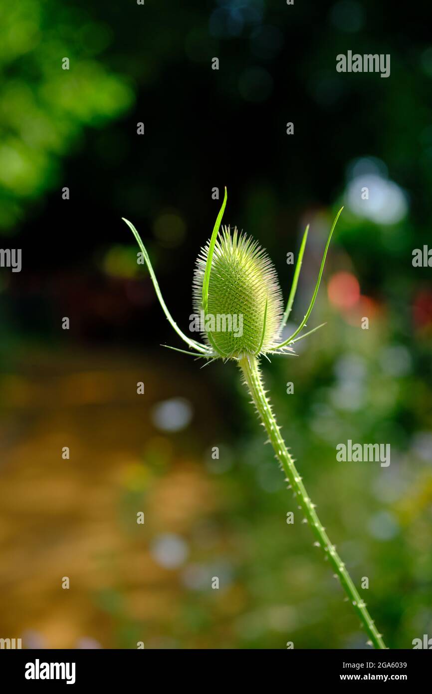 Dipsacus fullonum aka Common Teasel, Wild Teasel, Fuller’s Teasel, Adams Flanell, Shepherd’s Staff, Oder Venusbecken. Stockfoto