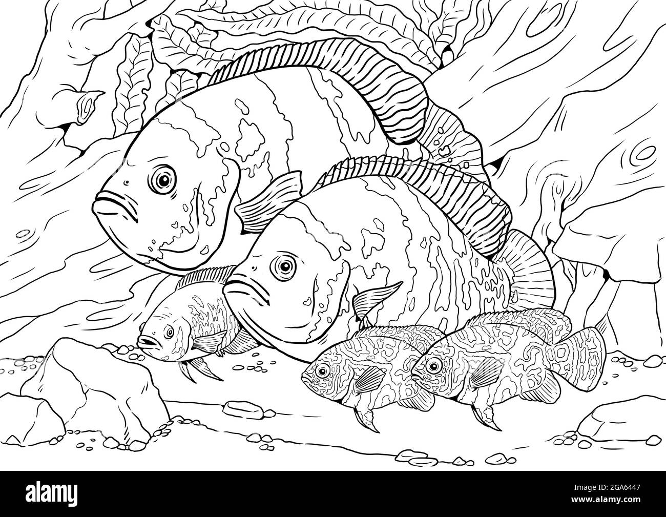 Aquarium mit großem Cichlid oscar zum Färben. Bunte Fische mit Nachkommen. Zeichnung für zum ausmalen. Stockfoto