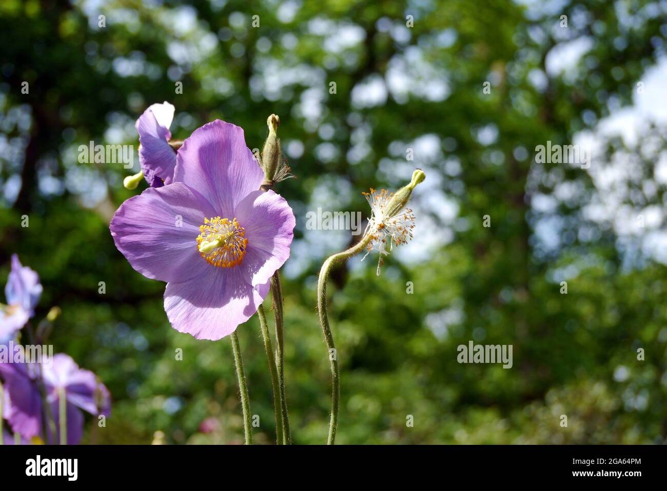 Single Light Purple Himalayan Poppy 'Meconopsis betonicifolia' Blumen, die in den Grenzen von RHS Garden Harlow Carr, Harrogate, England, Großbritannien, angebaut werden. Stockfoto