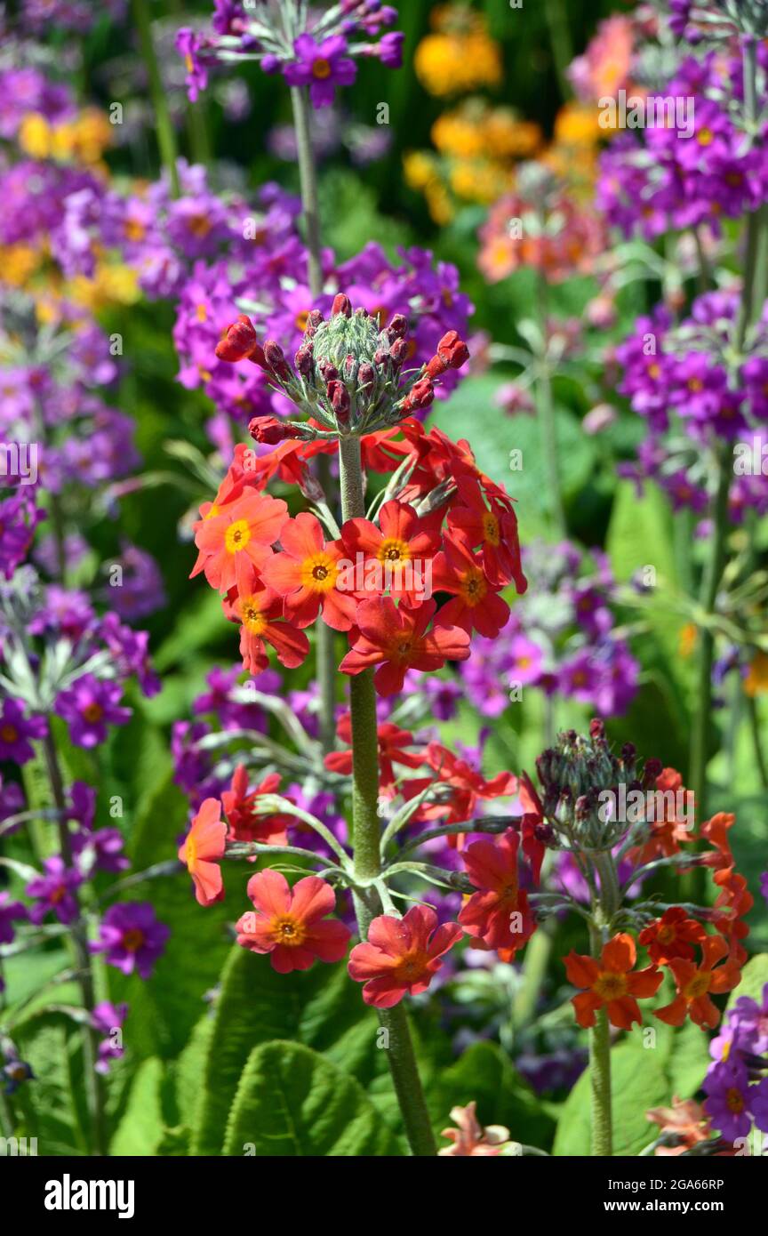 Rote und violette Candelabra Primula 'Harlow Car' Hybrid-Blumen, die in den Grenzen von RHS Garden Harlow Carr, Harrogate, Yorkshire, England, Großbritannien, angebaut werden. Stockfoto