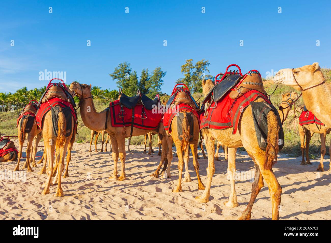 Kamele für Touristen Fahrten mit einer Poo-Tasche auf dem beliebten Cable Beach, Broome, Kimberley Region, Western Australia, WA, Australien Stockfoto