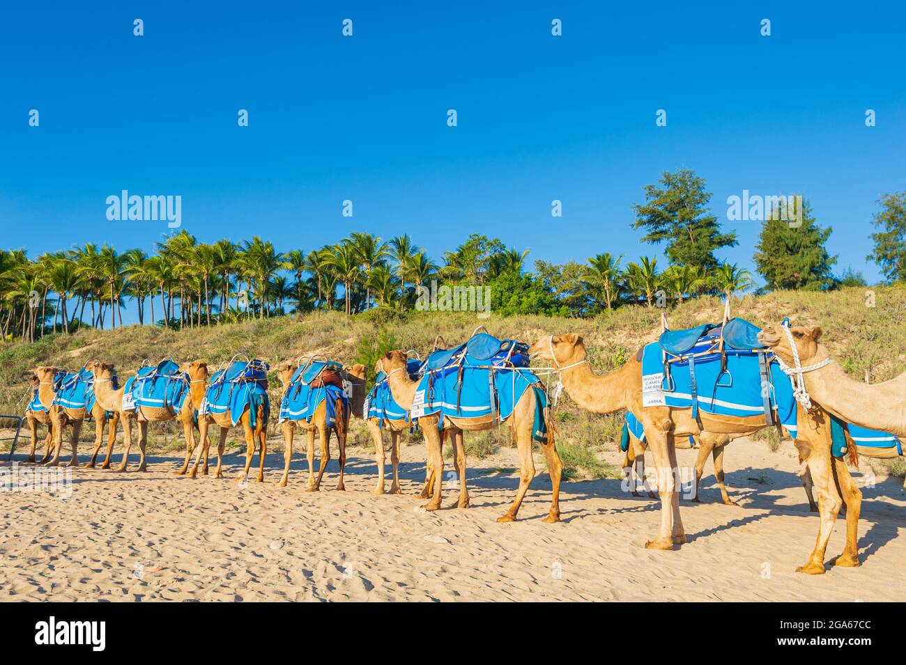 Kamele gesattelt für Touristen Fahrten auf beliebten Cable Beach, Broome, Kimberley Region, Western Australia, WA, Australien Stockfoto