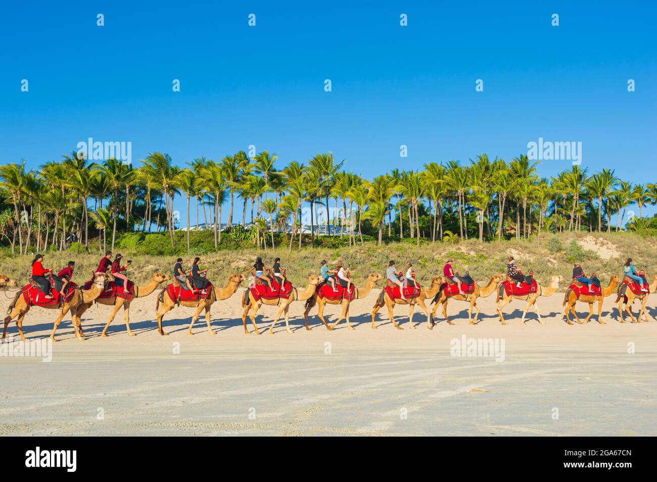 Berühmte Kamele-Fahrten auf dem beliebten Cable Beach, Broome, Kimberley Region, Western Australia, WA, Australien Stockfoto