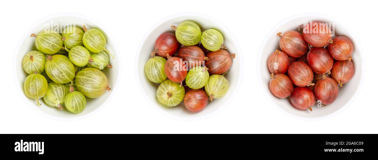 Grüne und rote Stachelbeeren, in weißen Schalen. Frische Beeren, Früchte der Familie Ribes, auch bekannt als europäische Stachelbeere mit süßem Geschmack. Stockfoto