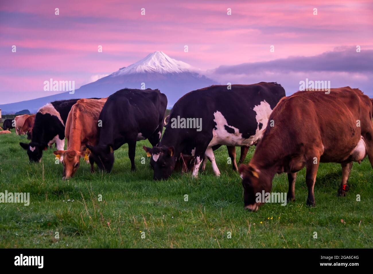 Viehweiden vor Mount Taranaki, Normanby, Taranaki, Nordinsel, Neuseeland Stockfoto