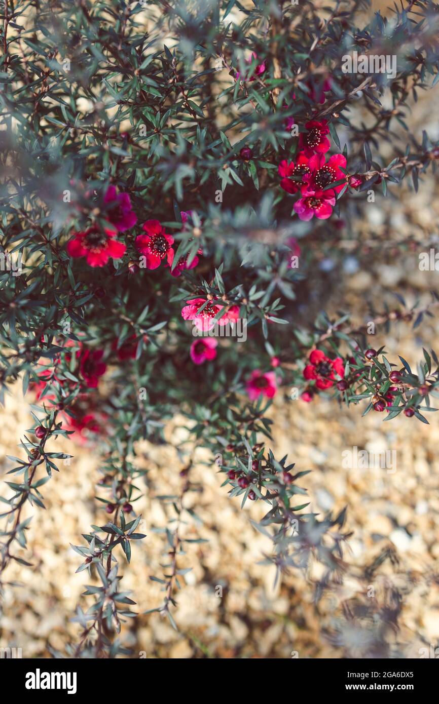 Nahaufnahme der neuseeländischen Tea Bush-Pflanze mit dunklen Blättern und roten Blüten, die in geringer Schärfentiefe aufgenommen wurden Stockfoto