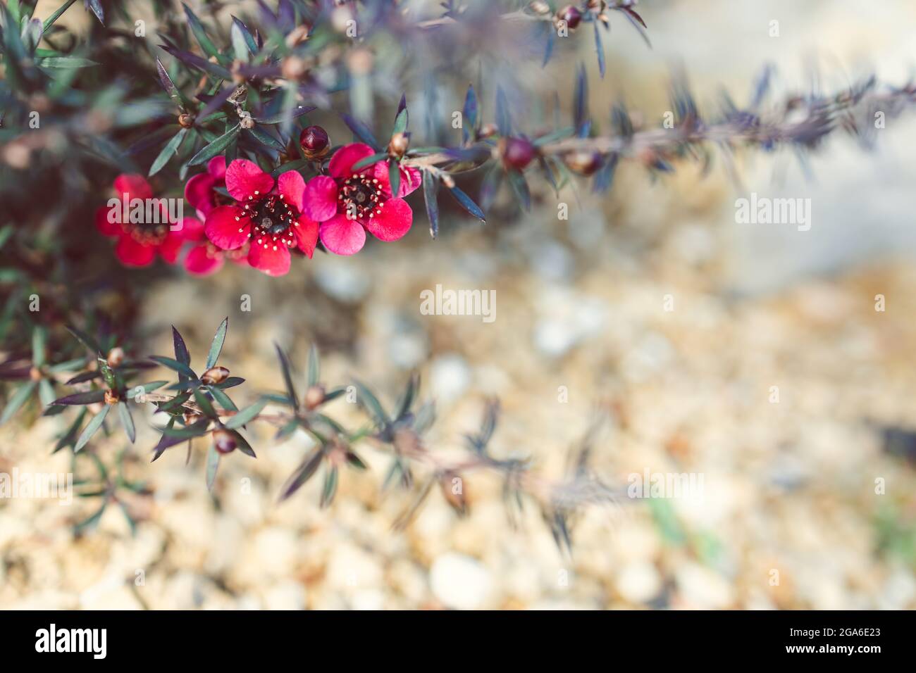 Nahaufnahme der neuseeländischen Tea Bush-Pflanze mit dunklen Blättern und roten Blüten, die in geringer Schärfentiefe aufgenommen wurden Stockfoto