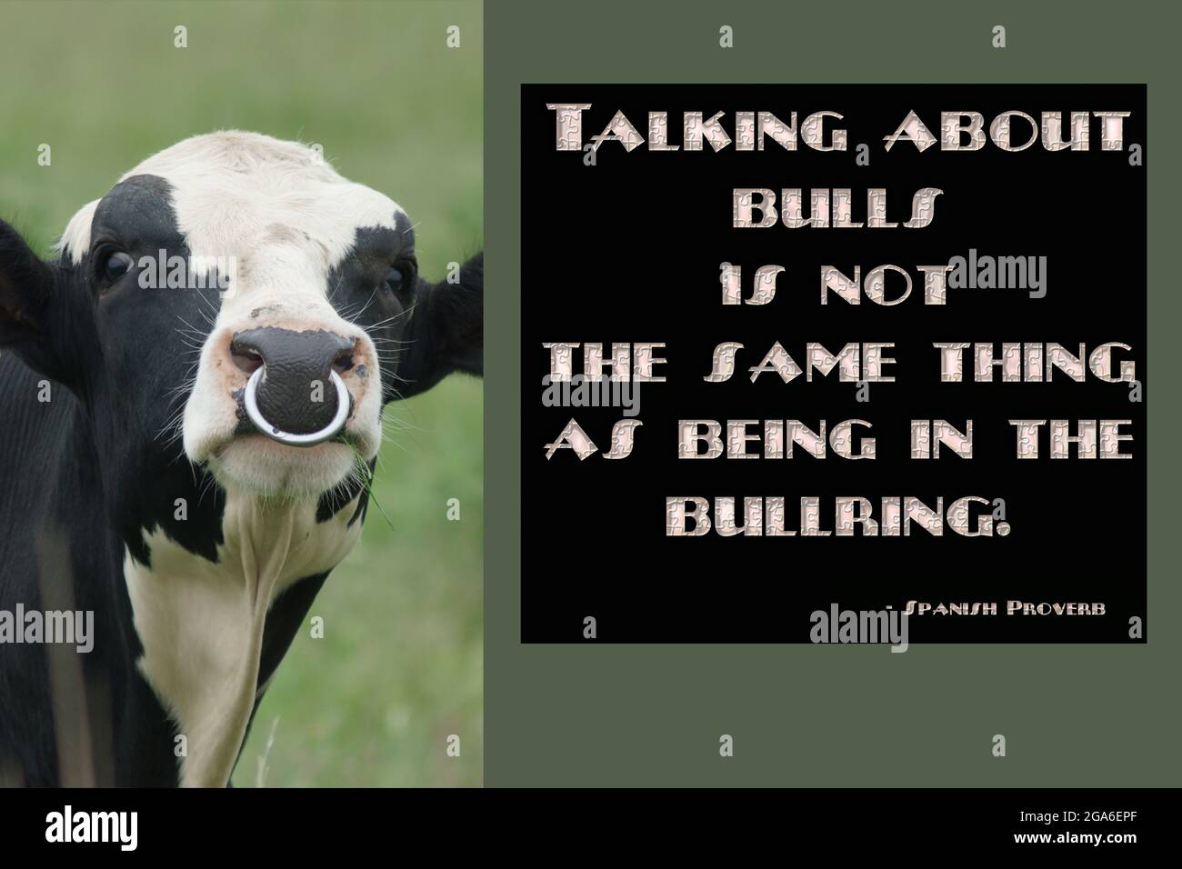 Spanisches Sprichwort: Über Bullen zu sprechen ist nicht dasselbe wie in der Stierkampfarena zu sein. Foto eines verärgerten Bullen mit Nasenring. Stockfoto