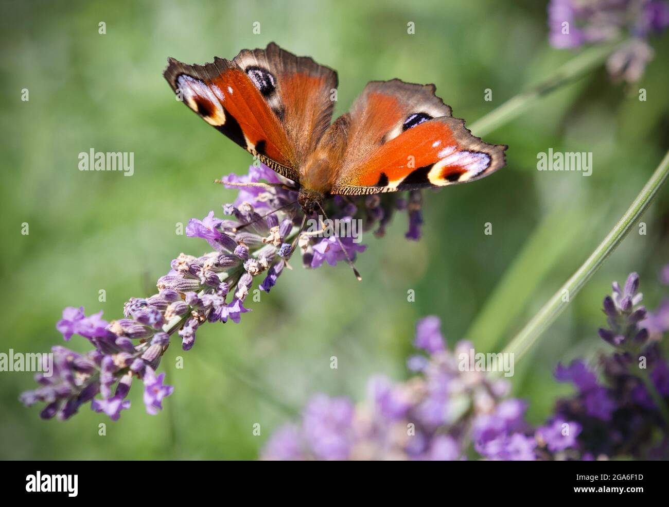 26. Juli 2021, Brandenburg, Bad Belzig: Ein Pfauenschmetterling sitzt auf dem Ast einer Lavendelblume. Der Schmetterling mit rostroter Färbung und den markanten Augenflecken hat eine Flügelspannweite von bis zu 55 Millimetern. Foto: Soeren Sache/dpa-Zentralbild/ZB Stockfoto