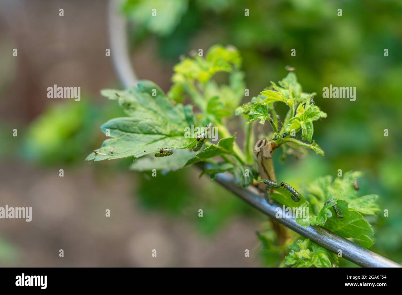 Nahaufnahme von Stachelbeere-Sawfly-Raupen, die Blätter auf dem Stachelbeerbusch verschlingen Stockfoto