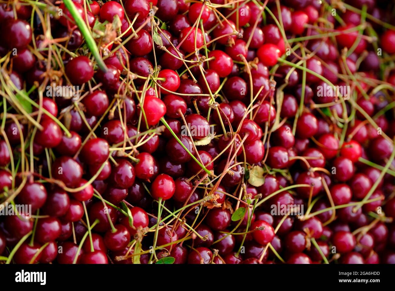 Isoliertes Bild einer Kiste aus Kirschen Stockfoto