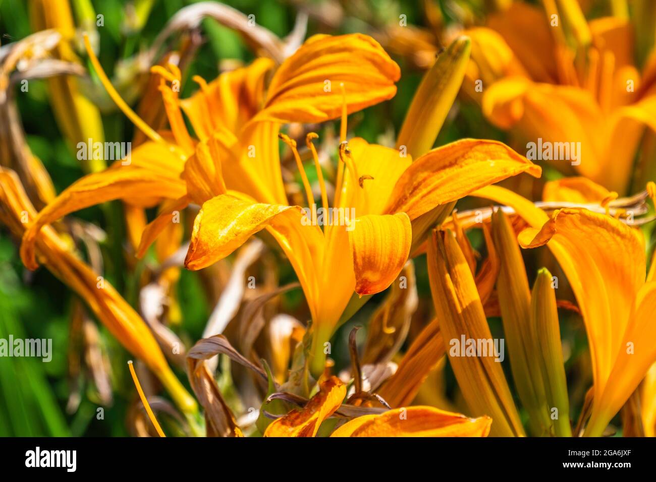 Sommer Landschaft Hintergrund mit vielen gelben Blumen Stockfoto
