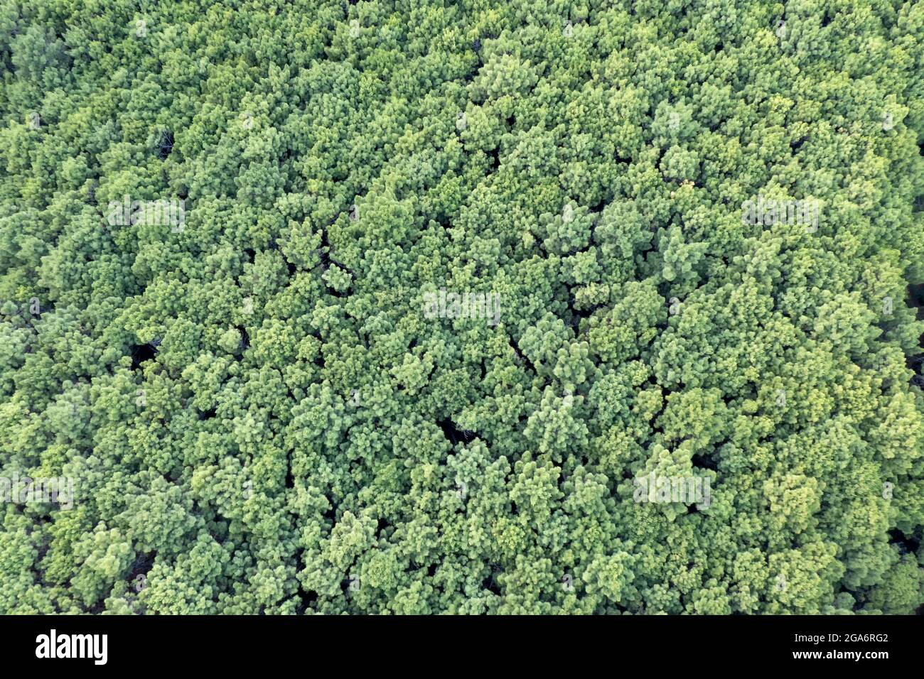 Mediterraner Wald im Süden Spaniens, Andalusien Stockfoto