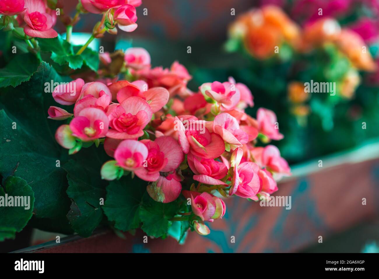 Natürliches Frühlingsbild rosa Begonia Blume im Blumentopf. . Hochwertige Fotos Stockfoto