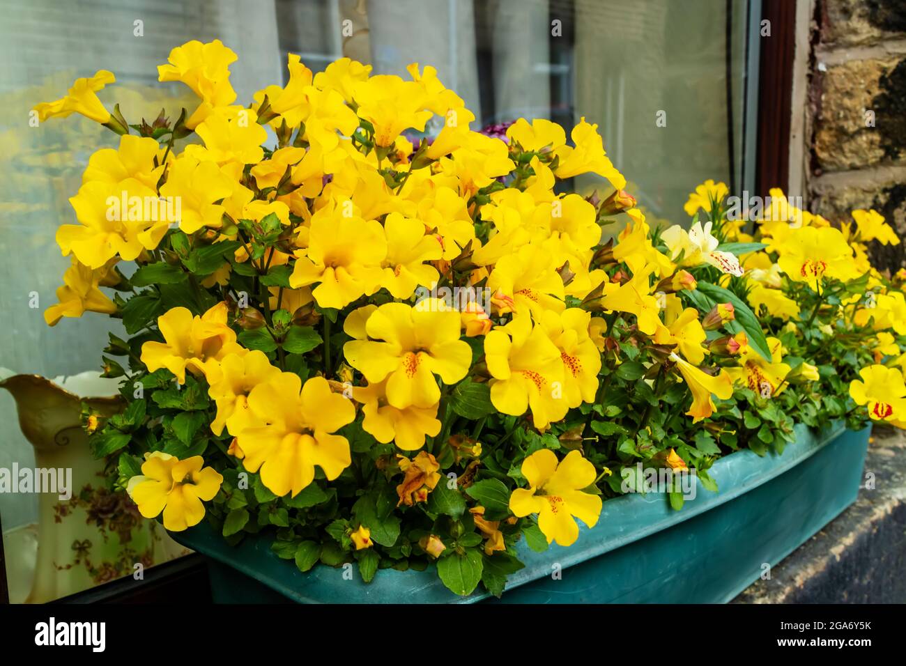 Fensterkasten mit gelben Nemesia Blumen an einem alten Haus. Stockfoto