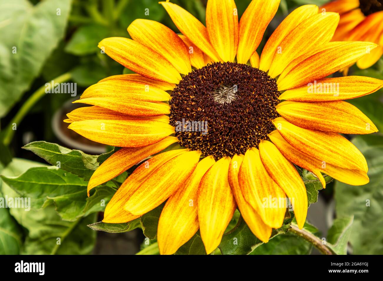 Schließt einen kleinen Sonnenblumenkopf. Stockfoto