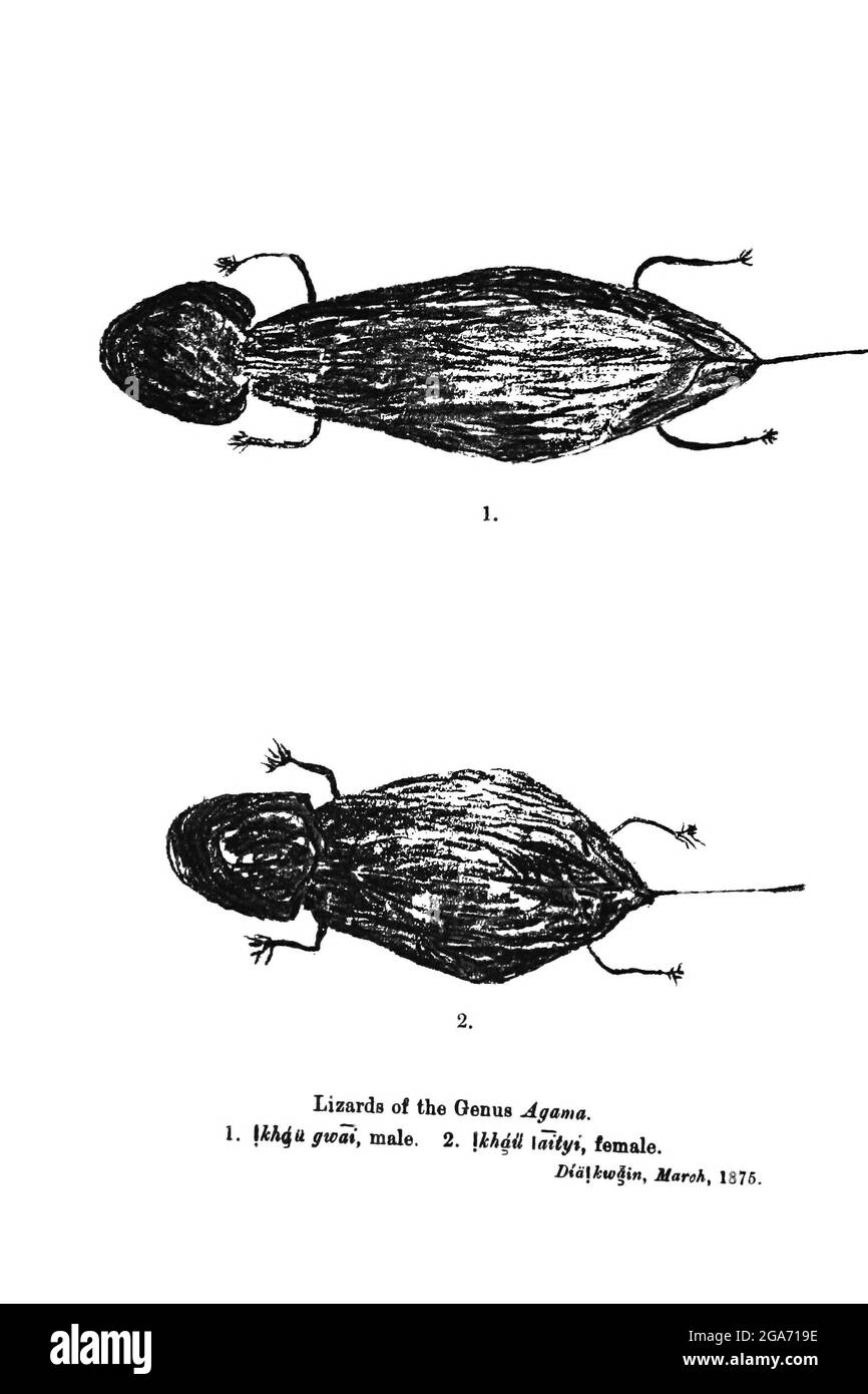 Buschmänner (san) Felsmalerei von Agama Eidechsen. Gemalt an den Wänden von Höhlen aus dem Buch "Exemplare der Buschmann Folklore" von Bleek, W. H. I. (Wilhelm Heinrich Immanuel), Lloyd, Lucy Catherine, Theal, George McCall, 1837-1919 Veröffentlicht in London von G. Allen & Company, ltd. Im Jahr 1911. Die San-Völker (auch Saan) oder Buschmänner sind Mitglieder verschiedener Khoe-, Tuu- oder Kxʼa-sprechender indigener Jäger- und Sammlergruppen, die die ersten Nationen des südlichen Afrikas sind und deren Territorien Botswana, Namibia, Angola, Sambia, Simbabwe, Lesotho und Südafrika. Stockfoto