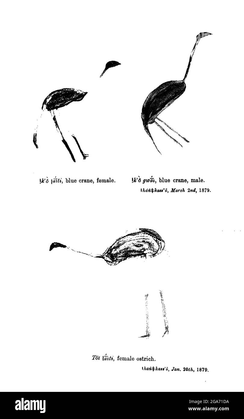 Buschmänner (san) Felsmalerei von Kranichen und Strauß auf den Wänden von Höhlen aus dem Buch gemalt ' Exemplare der Buschmann Folklore ' von Bleek, W. H. I. (Wilhelm Heinrich Immanuel), Lloyd, Lucy Catherine, Theal, George McCall, 1837-1919 Veröffentlicht in London von G. Allen & Company, ltd. Im Jahr 1911. Die San-Völker (auch Saan) oder Buschmänner sind Mitglieder verschiedener Khoe-, Tuu- oder Kxʼa-sprechender indigener Jäger- und Sammlergruppen, die die ersten Nationen des südlichen Afrikas sind und deren Territorien Botswana, Namibia, Angola, Sambia, Simbabwe, Lesotho und Südafrika. Stockfoto