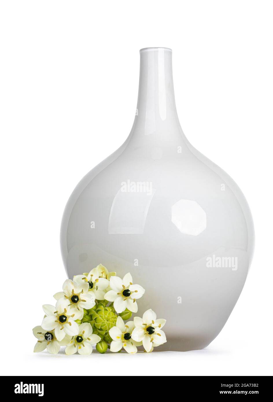 Seitenansicht eines einzelnen Ornithogalum saundersiae-Kopfes, auch bekannt als „Stern von Bethlehem“-Blume, der neben einer weißen Glasvase liegt. Isoliert auf weißem Hintergrund. Stockfoto