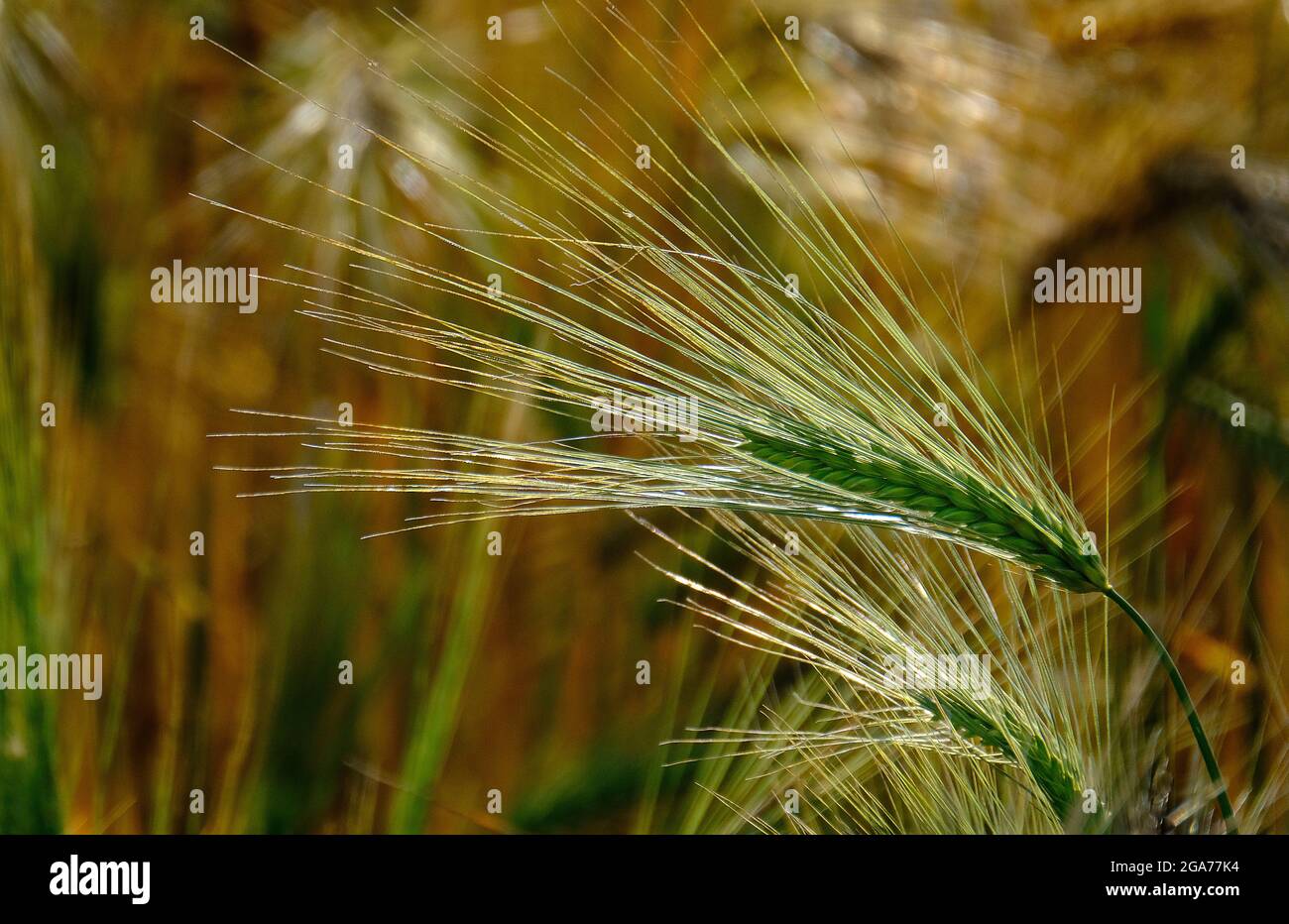 Gerste, ein Mitglied der Grasfamilie, ist ein großes Getreidekorn, das in gemäßigten Klimazonen weltweit angebaut wird. Stockfoto