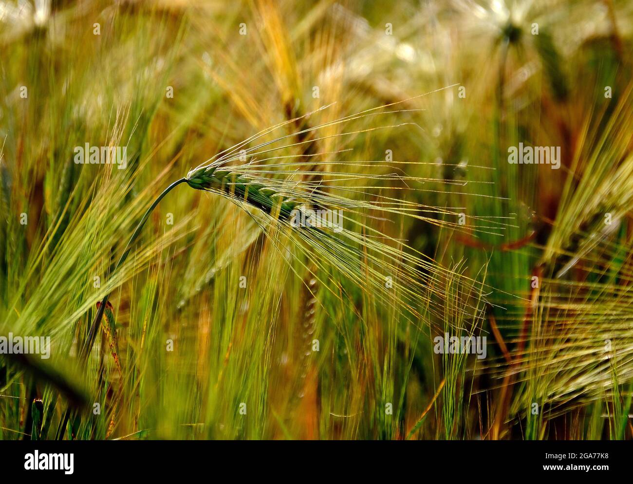 Gerste, ein Mitglied der Grasfamilie, ist ein großes Getreidekorn, das in gemäßigten Klimazonen weltweit angebaut wird. Stockfoto
