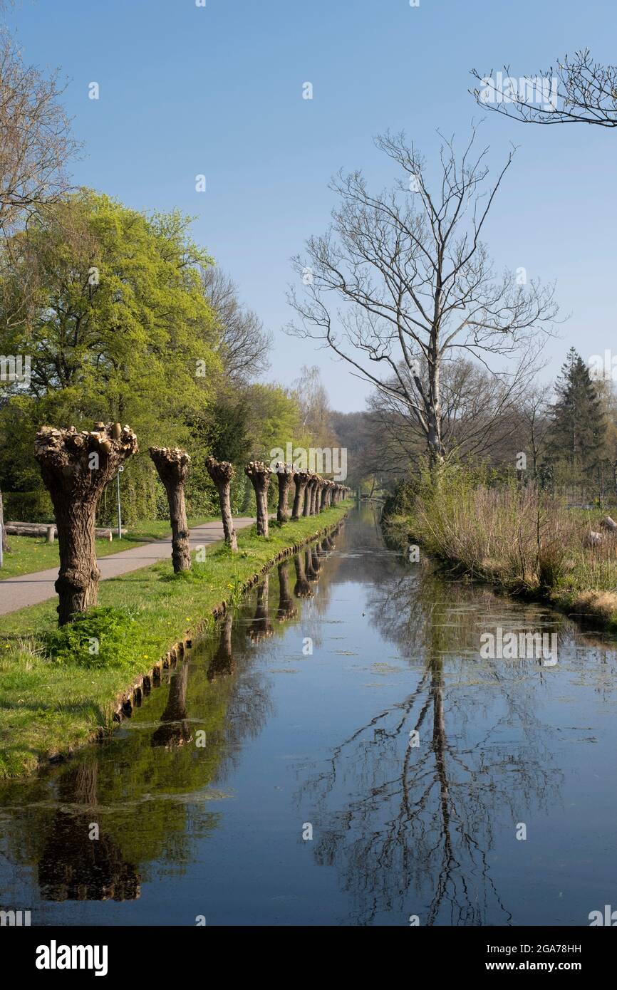 Bunte Blätter auf Bäumen um einen Teich in einem niederländischen Park, Frühlingshintergrund in den niederlanden Stockfoto