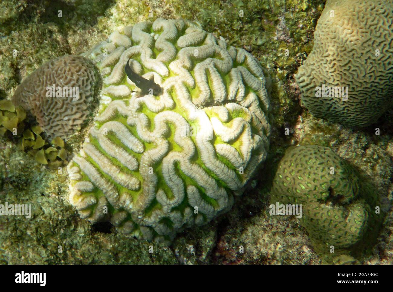 Koh Tao, Thailand Stockfoto