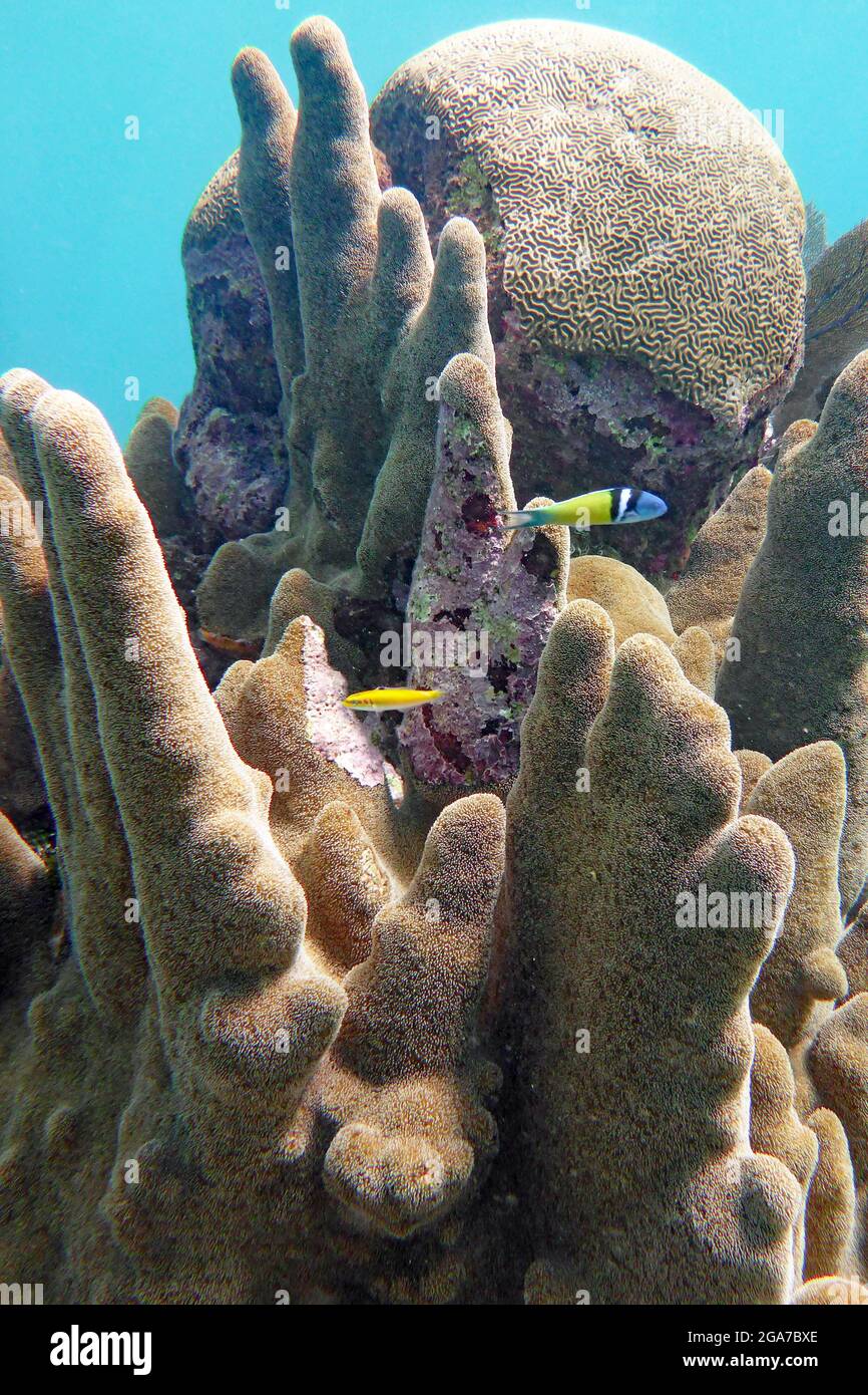 Blue Hole, Belize, Belize Stockfoto