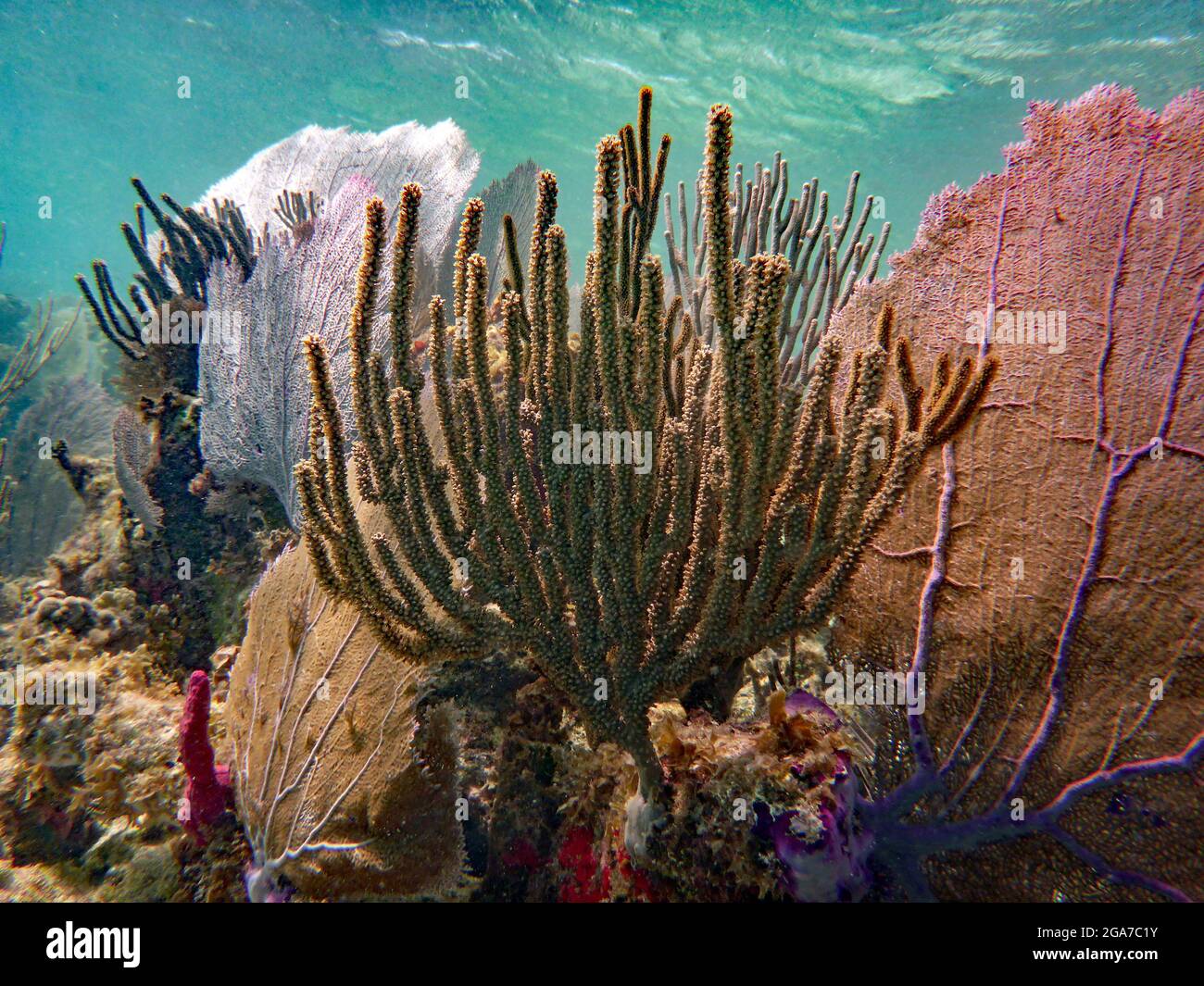 Blue Hole, Belize, Belize Stockfoto