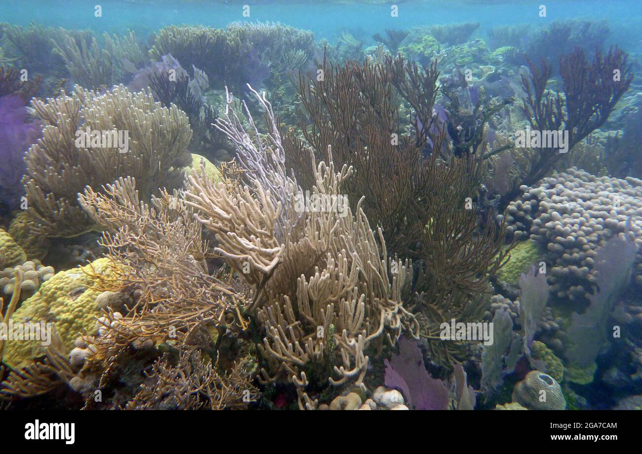 Blue Hole, Belize, Belize Stockfoto