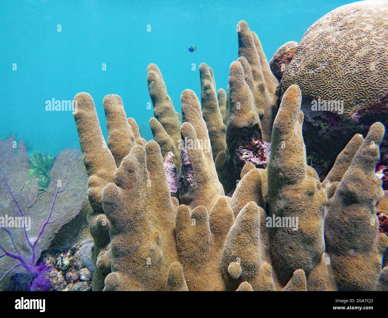 Blue Hole, Belize, Belize Stockfoto