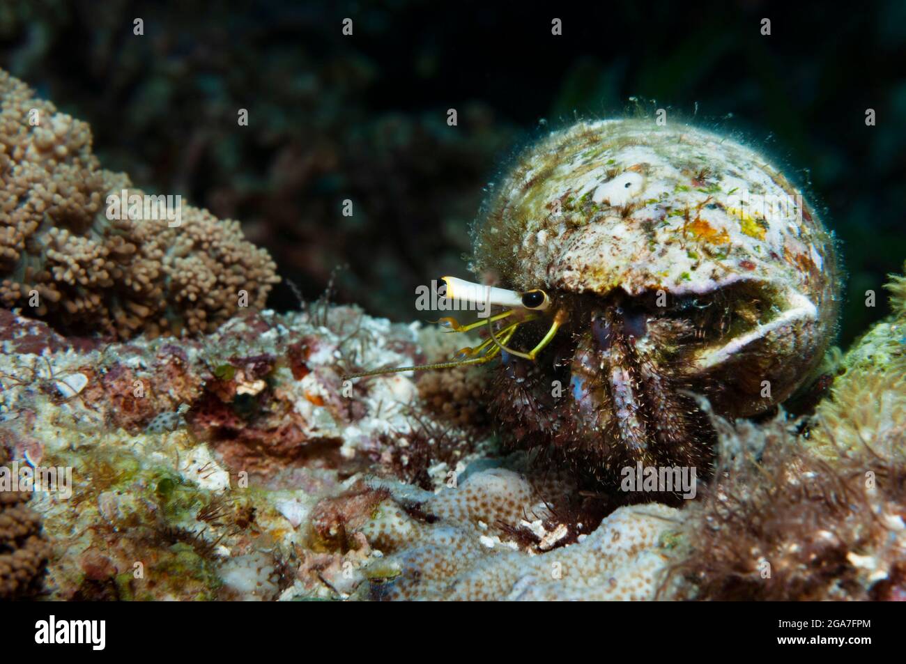 Riff-Einsiedlerkrebs mit einer schäbigen Muschel auf dem Rücken, die auf einer Koralle krabbelt, Panglao, Philippinen Stockfoto