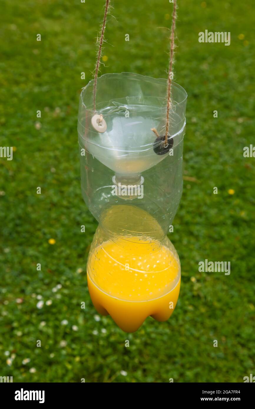 Wespen-Fallen aus Plastikflaschen, um Wespen für ein wissenschaftliches Forschungsprojekt mit Orangensaft zu fangen, „The Big Wasp Survey“, Sommer Juli 2021 Stockfoto