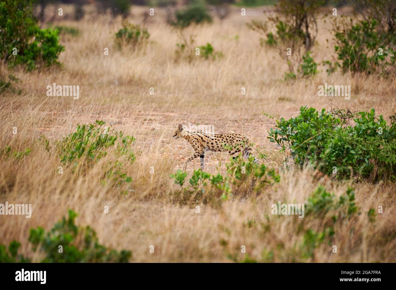 Serval (Leptailurus serval), Serengeti-Nationalpark, Tansania, Afrika Stockfoto
