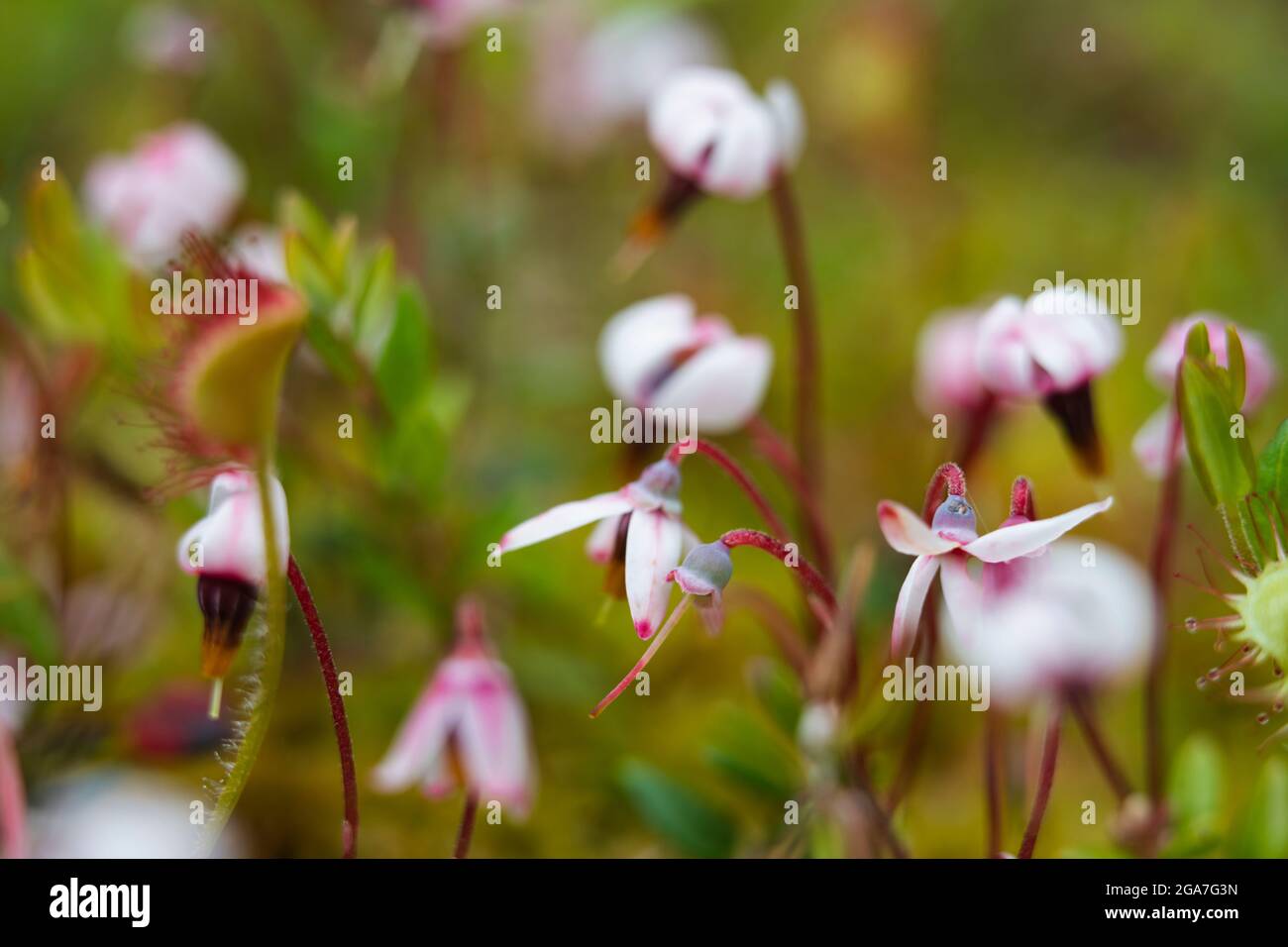 Eine Gruppe von blühenden Preiselbeeren in ihrer natürlichen Umgebung, Tver Region, Russland Stockfoto