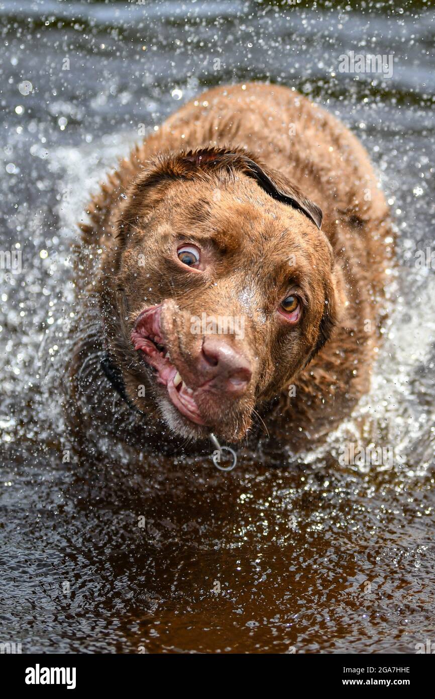 Verrückter Hund / dummer Hund, der Wasser abschüttelt - dummes Gesicht mit wilden Augen und seltsamem Ausdruck Stockfoto