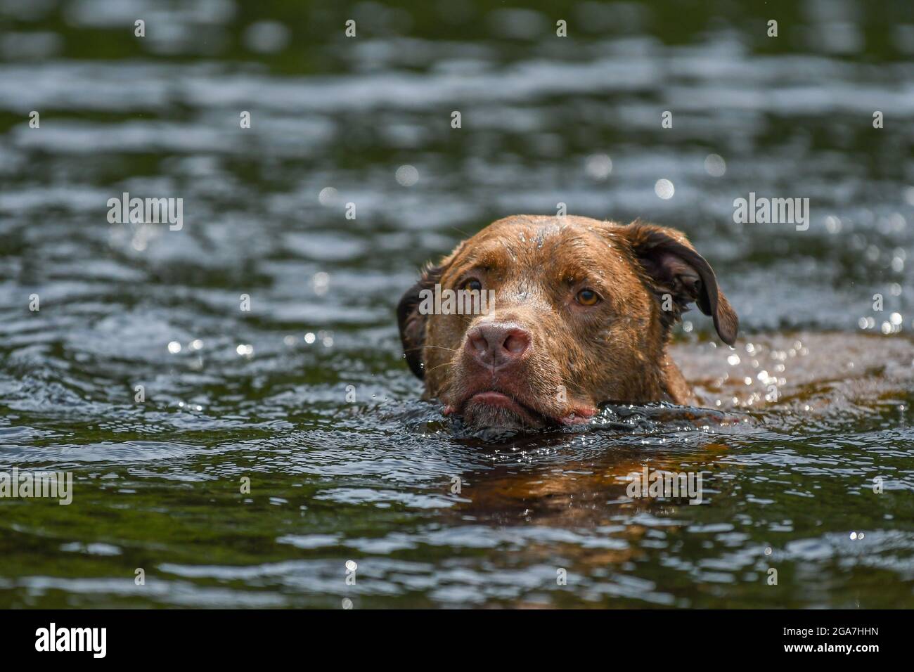 Ein Hund schwimmt in einem Fluss / See - Canis lupus vertraut schwimmt und spielt im Wasser Stockfoto