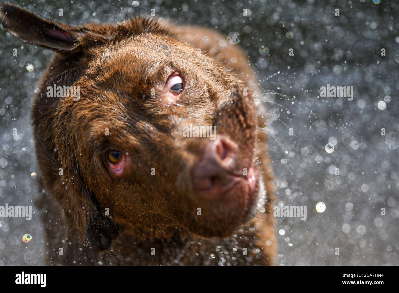 Verrückter Hund / dummer Hund, der Wasser abschüttelt - dummes Gesicht mit wilden Augen und seltsamem Ausdruck Stockfoto