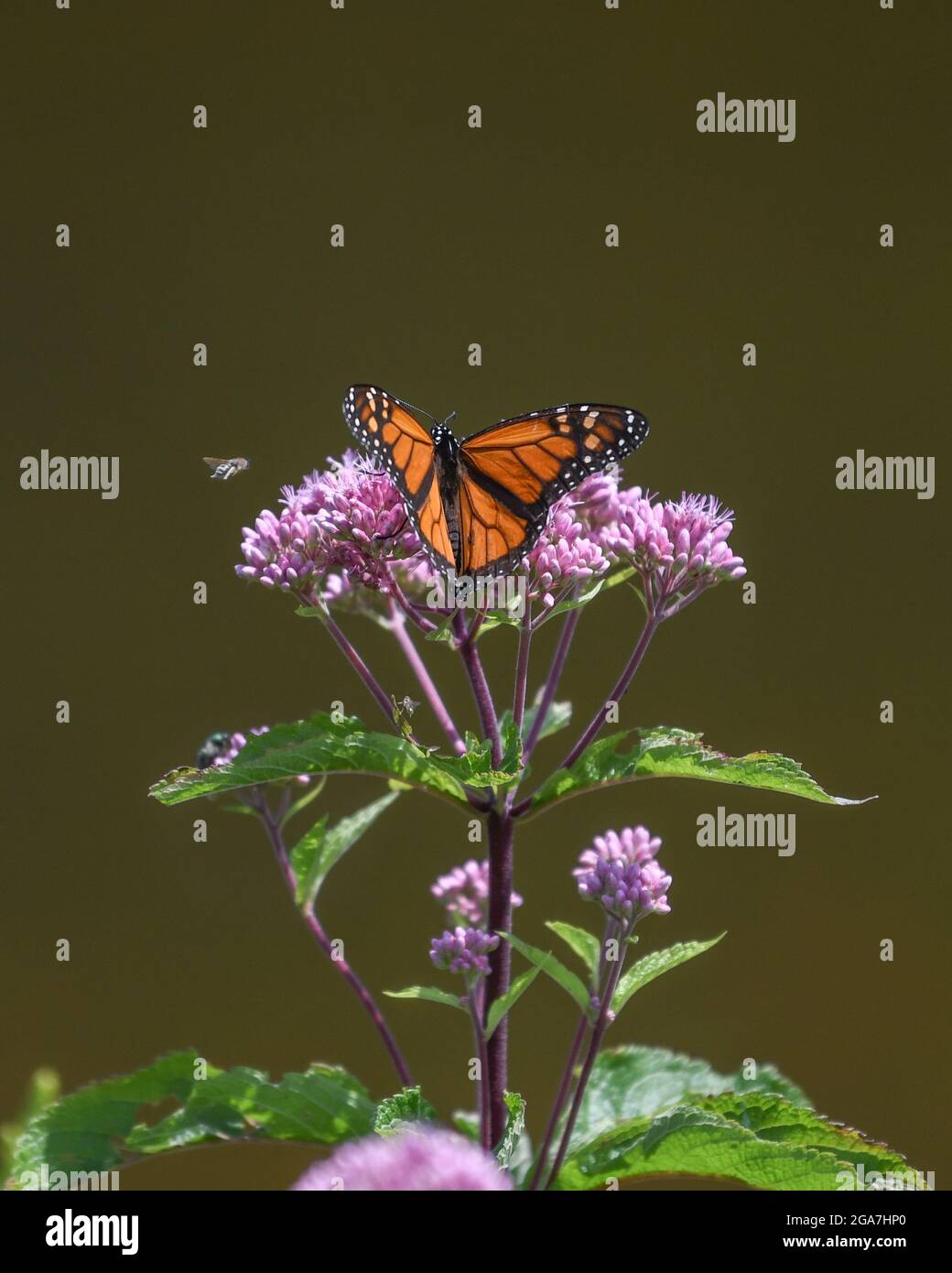 Monarchschmetterling Danaus plexippus auf Eutrochium pureum rosa Wildblume im Adirondack State Park New York wandernder Schmetterling Stockfoto