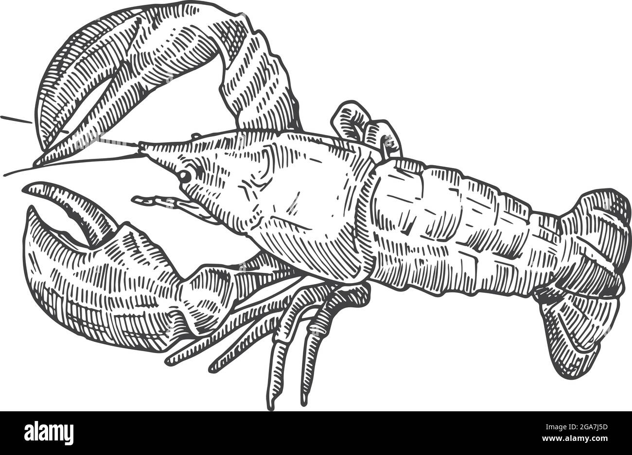 Handgezeichneter Hummer Vektorgrafik. Abstrakte Skizze Für Meeresfrüchte. Schalentiere Gravur Stil Zeichnung. Isoliert Stock Vektor