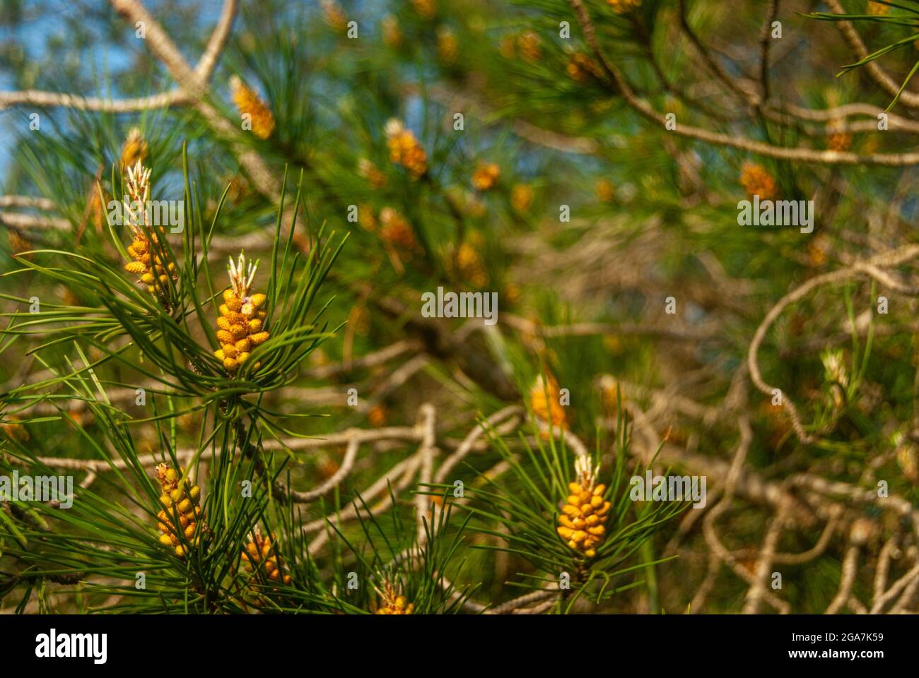 Kleine virginia-Kiefernzapfen im Frühling - Nahaufnahme von Kiefernzapfen mit immergrünen Hintergrund Stockfoto