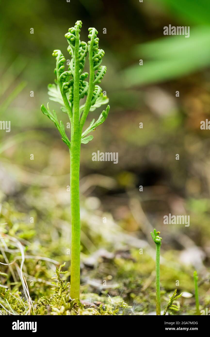 Kamille-Traubenfarn (Botrychium matricariifolium) wächst auf einer felsigen Klippe, wildes Finnland. Stockfoto