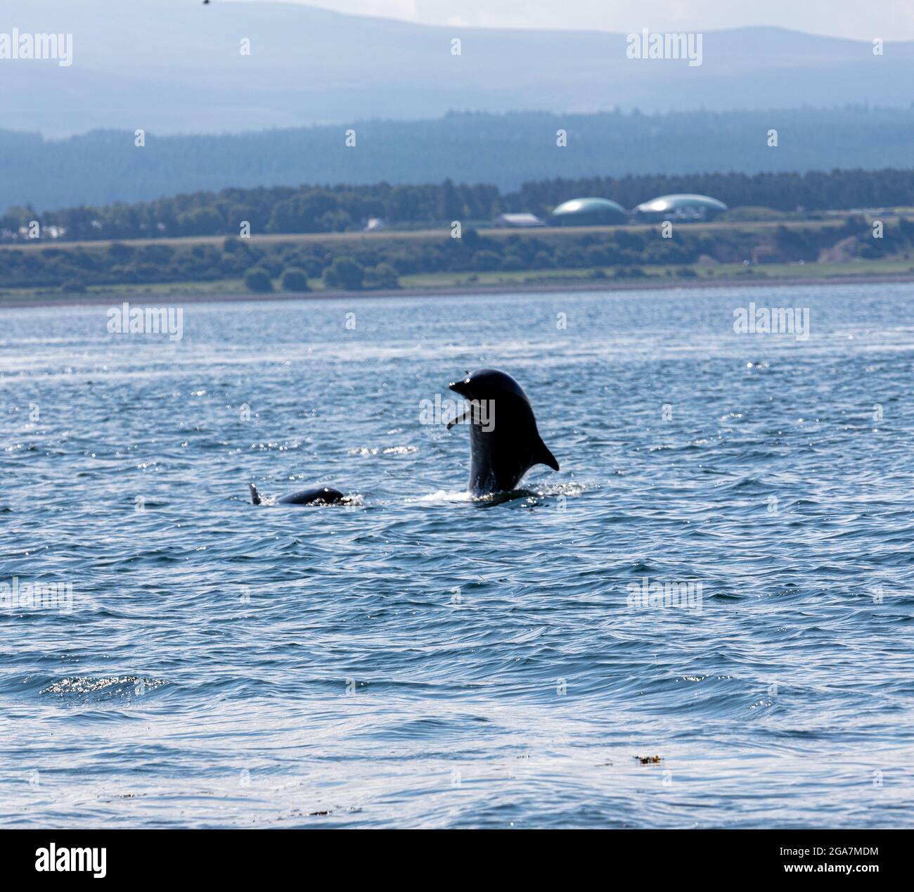 Wilde Tümmler, Tursiops truncatus springen aus dem Wasser, Chanonry Point, Black Isle, Moray Firth, Highland, Schottland Stockfoto