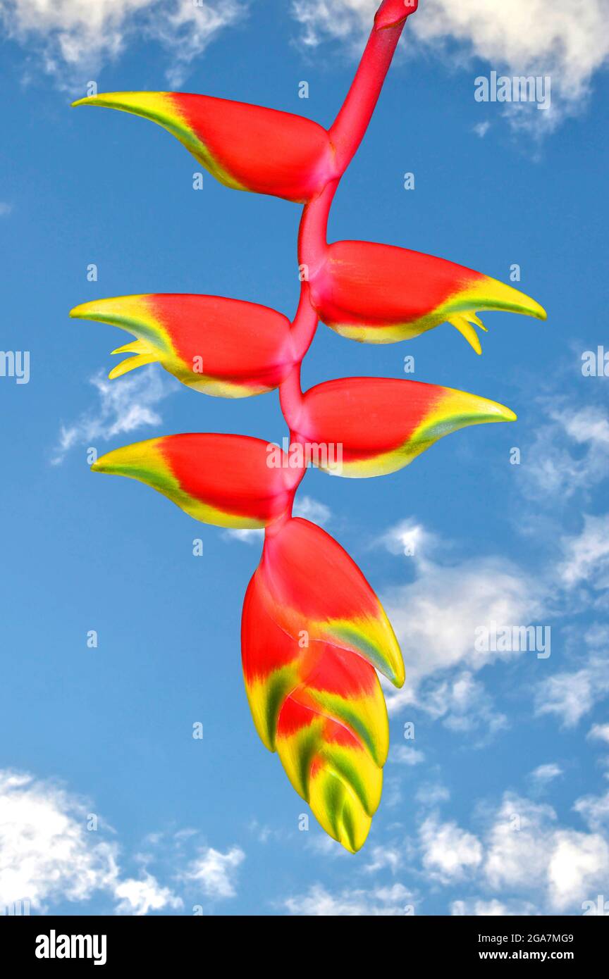 Hummerklaue lateinischer Name Heliconia rostrata mit blauem Himmel Hintergrund Stockfoto