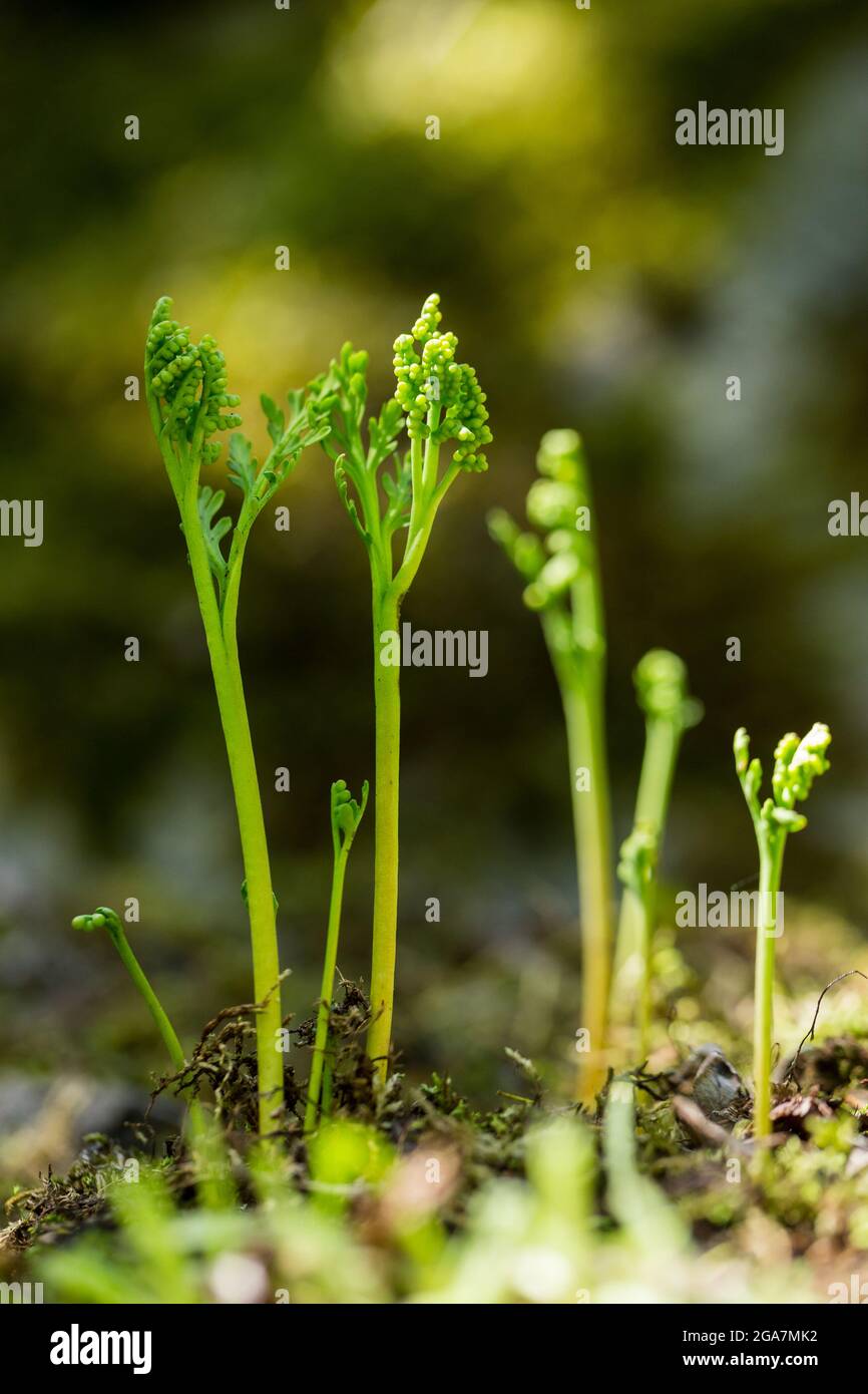 Kamille-Traubenfarn (Botrychium matricariifolium) wächst auf einer felsigen Klippe, wildes Finnland. Stockfoto